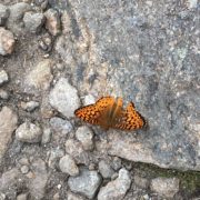 The White Mountain Fritillary, a NH endangered butterfly whose entire range is limited to the alpine zone in the Presidential Range. (Photo: Courtney Ley)