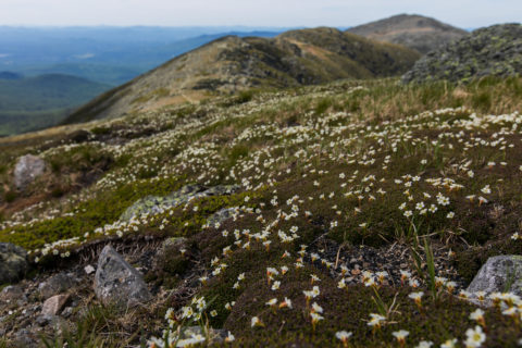 Diapensia, listed as a NH rare and threatened plant, growing in the alpine zone.